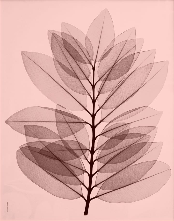 Metrosideros excelsa poster - 40x50 cm - Fine Little Day