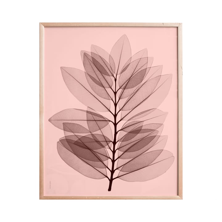 Metrosideros excelsa poster, 40x50 cm Fine Little Day