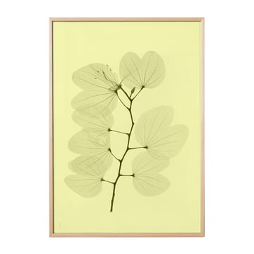 Orchid bauhinia poster - 70x100 cm - Fine Little Day