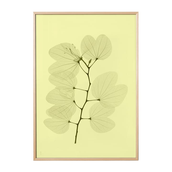 Orchid bauhinia poster, 70x100 cm Fine Little Day