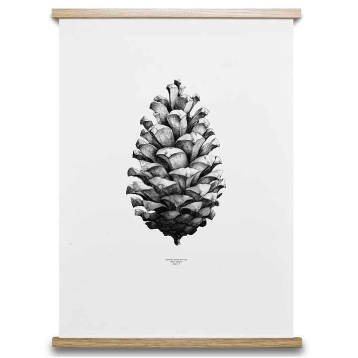 1:1 Pine cone poster, white, 50x70 cm Paper Collective