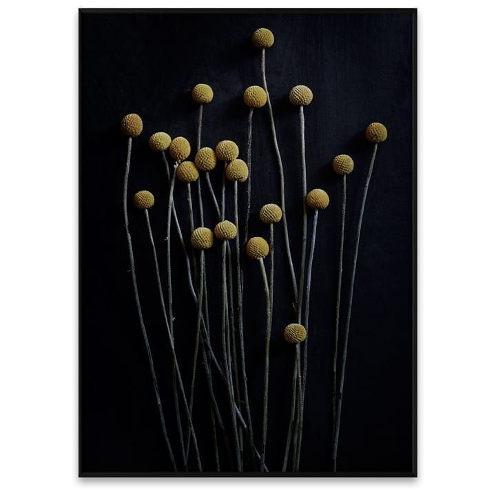 Sto Life 01 Yellow Drumsticks poster, 50x70 cm Paper Collective