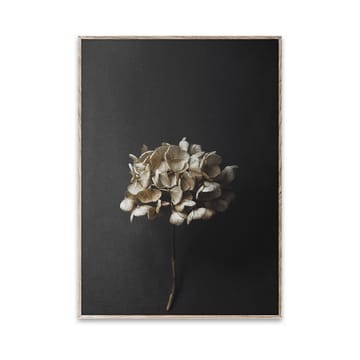 Sto Life 04 Hydrangea poster - 30x40 cm - Paper Collective