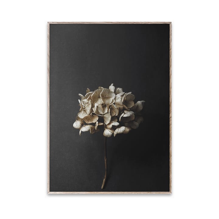 Sto Life 04 Hydrangea poster, 30x40 cm Paper Collective