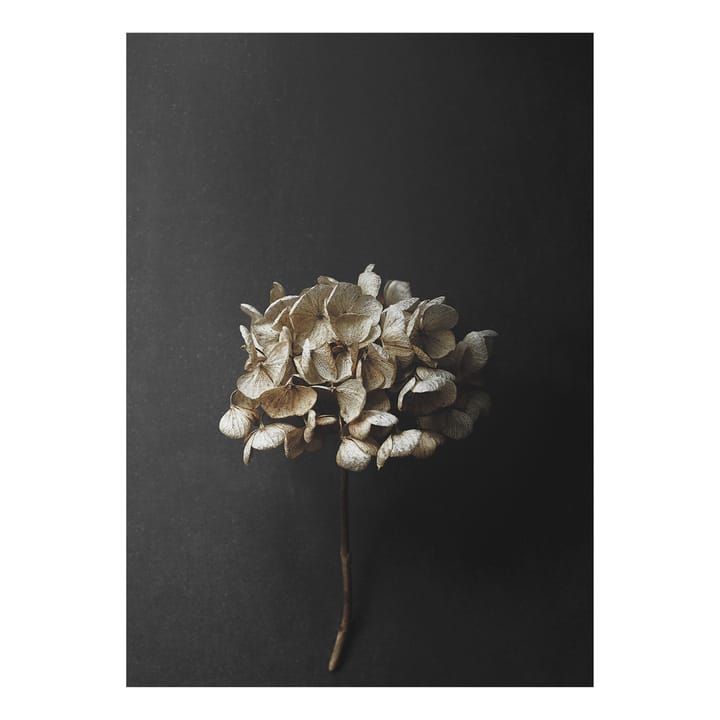 Sto Life 04 Hydrangea poster - 30x40 cm - Paper Collective