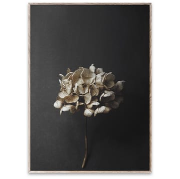 Sto Life 04 Hydrangea poster - 50x70 cm - Paper Collective