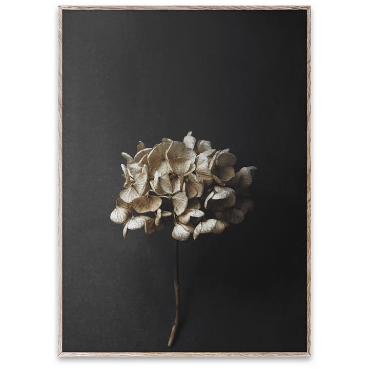 Sto Life 04 Hydrangea poster, 50x70 cm Paper Collective