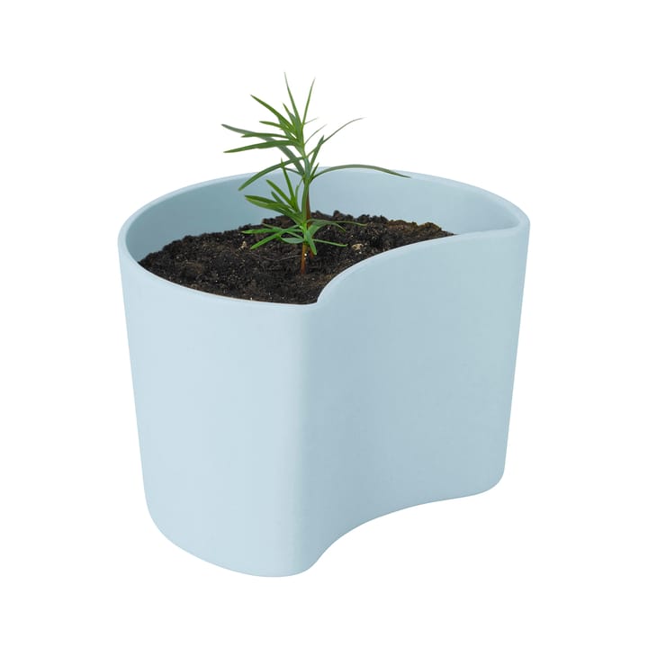 YOUR TREE pot with seeds, Blue (Pine) RIG-TIG