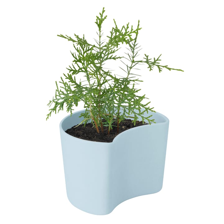 YOUR TREE pot with seeds, Blue (Pine) RIG-TIG