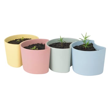 YOUR TREE pot with seeds - Blue (Pine) - RIG-TIG