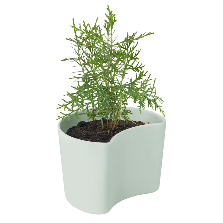 YOUR TREE pot with seeds, Green (Pine) RIG-TIG