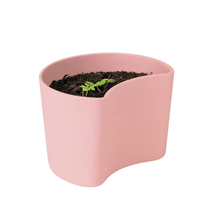 YOUR TREE pot with seeds, Pink (Beech) RIG-TIG