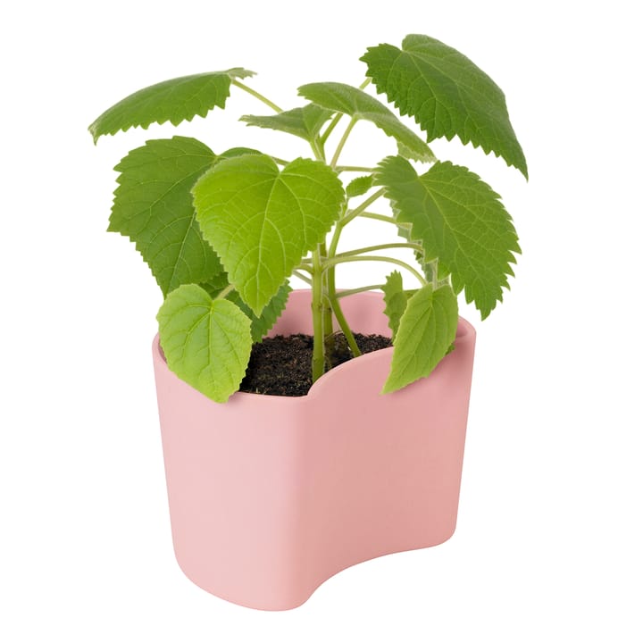 YOUR TREE pot with seeds, Pink (Beech) RIG-TIG